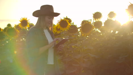 A-young-girl-walks-across-a-field-with-large-sunflowers-and-writes-information-about-it-in-her-electronic-tablet-in-summer-evening.